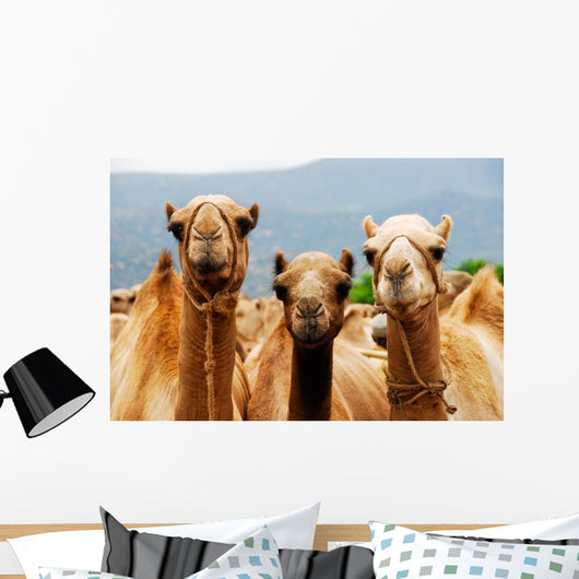 Camels Wall Mural