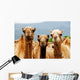 Camels Wall Mural