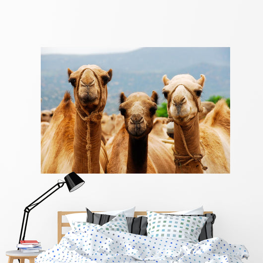 Camels Wall Mural