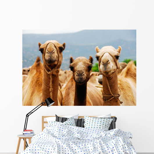 Camels Wall Mural