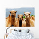 Camels Wall Mural