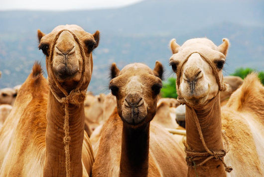 Camels Wall Mural