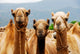 Camels Wall Mural