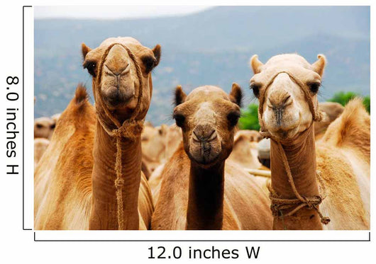 Camels Wall Mural