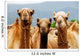 Camels Wall Mural