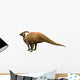 Parasaulophus Dinosaur