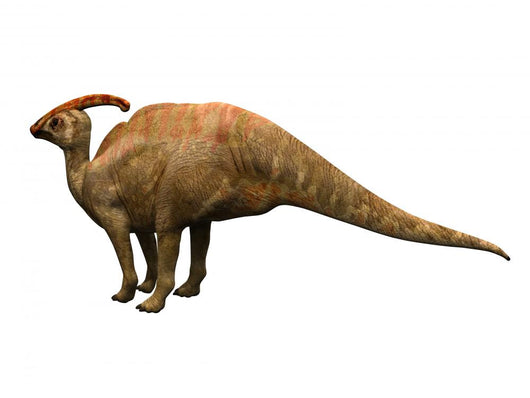 Parasaulophus Dinosaur