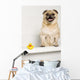 Dog Bath Wall Mural