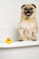 Dog Bath Wall Mural
