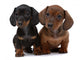 Dog Decals - Pair of Smooth-haired Dachshunds Wall Decal