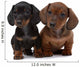 Dog Decals - Pair of Smooth-haired Dachshunds Wall Decal