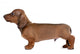 Smooth-Haired Dachshund Wall Decal