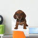 Smooth-haired Dachshund Puppy