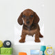 Smooth-haired Dachshund Puppy