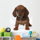 Smooth-haired Dachshund Puppy