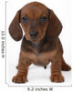 Smooth-haired Dachshund Puppy
