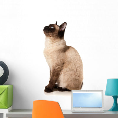 Siamese Cat Wall Decal shown on a wall