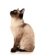 Siamese cat Wall Decal