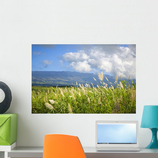 Hawaii, Maui, Haleakala in the distance, sugar cane field Wall Mural