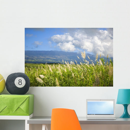 Hawaii, Maui, Haleakala in the distance, sugar cane field Wall Mural