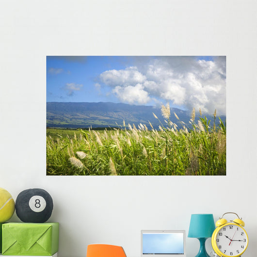 Hawaii, Maui, Haleakala in the distance, sugar cane field Wall Mural