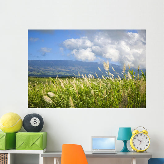 Hawaii, Maui, Haleakala in the distance, sugar cane field Wall Mural