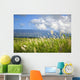 Hawaii, Maui, Haleakala in the distance, sugar cane field Wall Mural