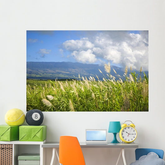 Hawaii, Maui, Haleakala in the distance, sugar cane field Wall Mural