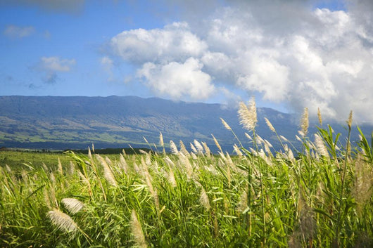 Hawaii, Maui, Haleakala in the distance, sugar cane field Wall Mural