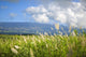 Hawaii, Maui, Haleakala in the distance, sugar cane field Wall Mural