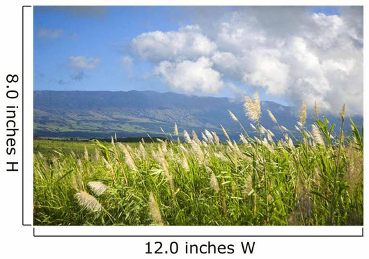 Hawaii, Maui, Haleakala in the distance, sugar cane field Wall Mural
