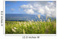 Hawaii, Maui, Haleakala in the distance, sugar cane field Wall Mural
