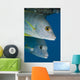 Caribbean, Netherlands Antilles, A pair of Cubera Snapper Wall Mural