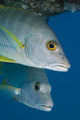 Caribbean, Netherlands Antilles, A pair of Cubera Snapper Wall Mural