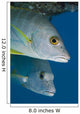 Caribbean, Netherlands Antilles, A pair of Cubera Snapper Wall Mural