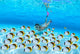 Woman snorkeler near sandy bottom, Butterflyfish school foreground Wall Mural