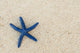 Fiji, Viti Levu Island, Blue sea star on beach at Shangri-La resort Wall Mural