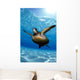 Green sea turtle surface reflections, sandy bottom Wall Mural