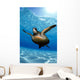 Green sea turtle surface reflections, sandy bottom Wall Mural