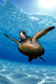 Green sea turtle surface reflections, sandy bottom Wall Mural