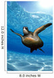 Green sea turtle surface reflections, sandy bottom Wall Mural