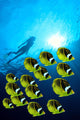 Raccoon Butterflyfish school, sunburst Wall Mural