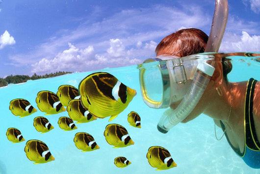 Over/under woman snorkeler face to face with Butterflyfish school Wall Mural