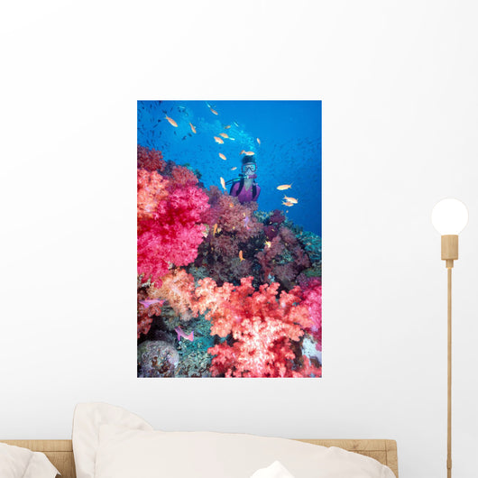 Diver in background of colorful soft coral reef scene with anthias Wall Mural