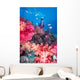 Diver in background of colorful soft coral reef scene with anthias Wall Mural