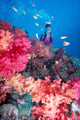 Diver in background of colorful soft coral reef scene with anthias Wall Mural