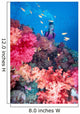 Diver in background of colorful soft coral reef scene with anthias Wall Mural