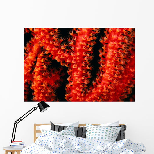 Polyp detail of gorgonian coral Wall Mural