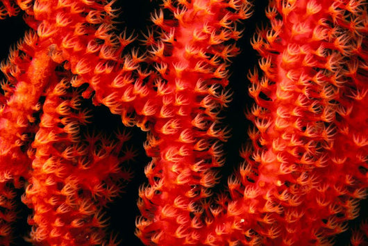 Polyp detail of gorgonian coral Wall Mural