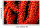 Polyp detail of gorgonian coral Wall Mural